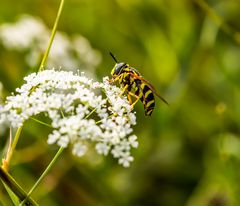 Makro Perchtoldsdorfer Heide