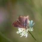 Makro Perchtoldsdorfer Heide