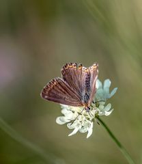 Makro Perchtoldsdorfer Heide