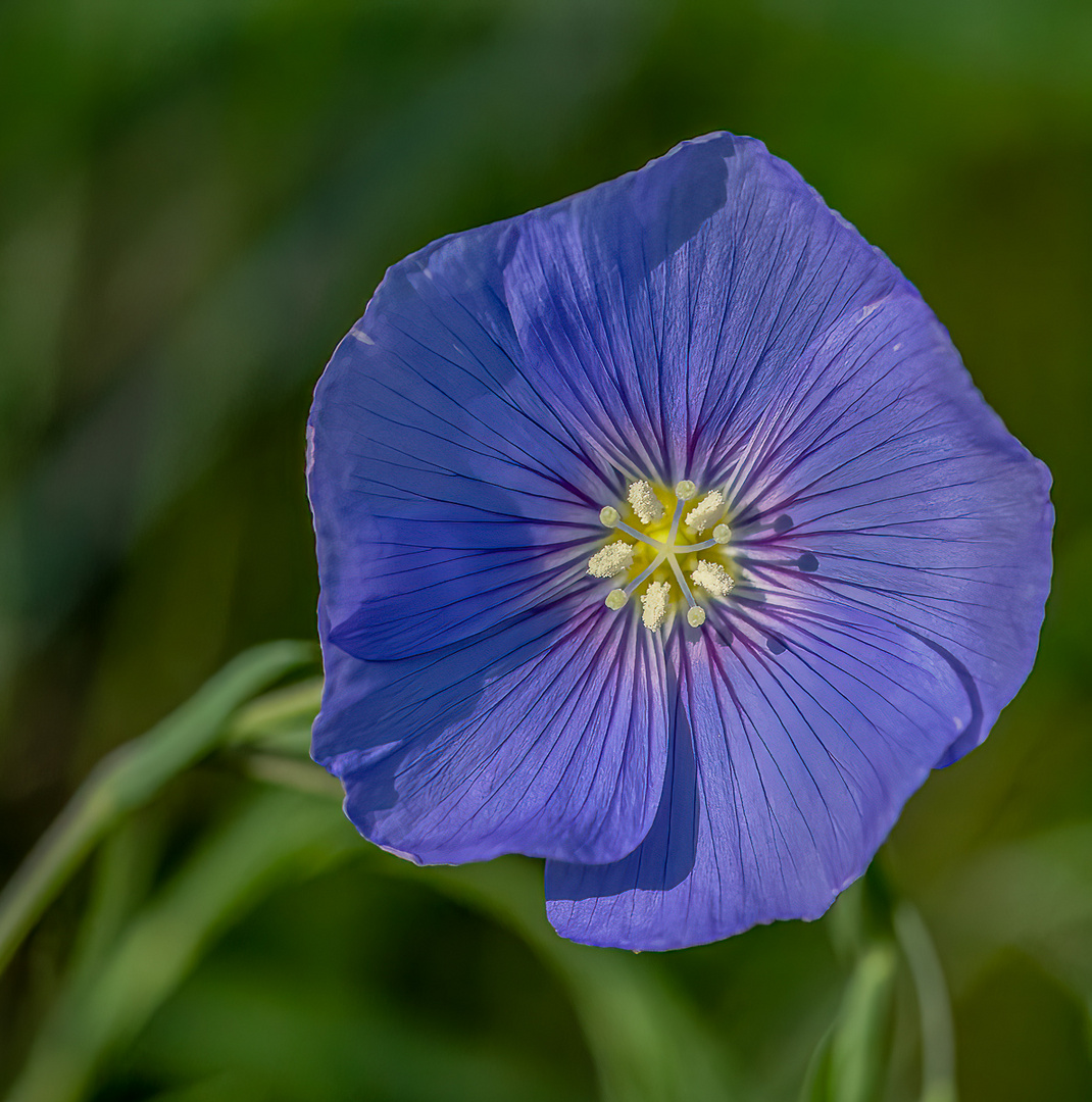 Makro Perchtoldsdorfer Heide 