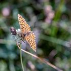 Makro Perchtoldsdorfer Heide