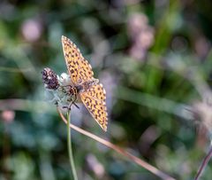 Makro Perchtoldsdorfer Heide