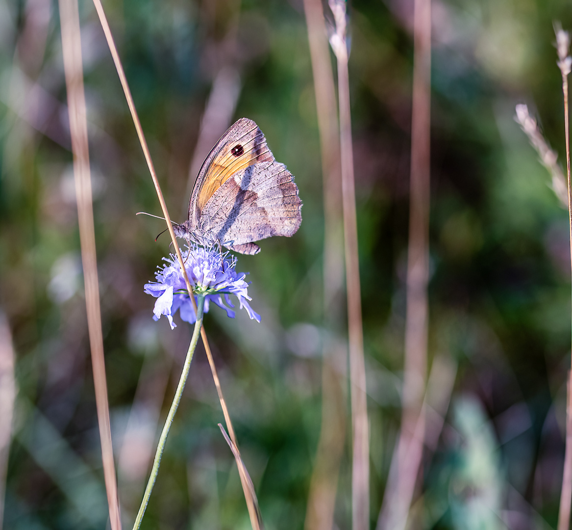 Makro Perchtoldsdorfer Heide