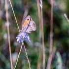 Makro Perchtoldsdorfer Heide