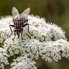 Makro Perchtoldsdorfer Heide