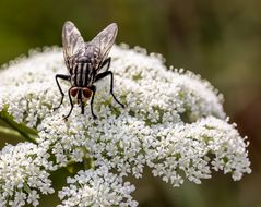 Makro Perchtoldsdorfer Heide