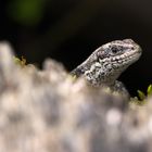 Makro- Portrait einer Waldeidechse 1