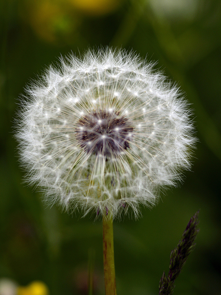 Makro Pusteblume