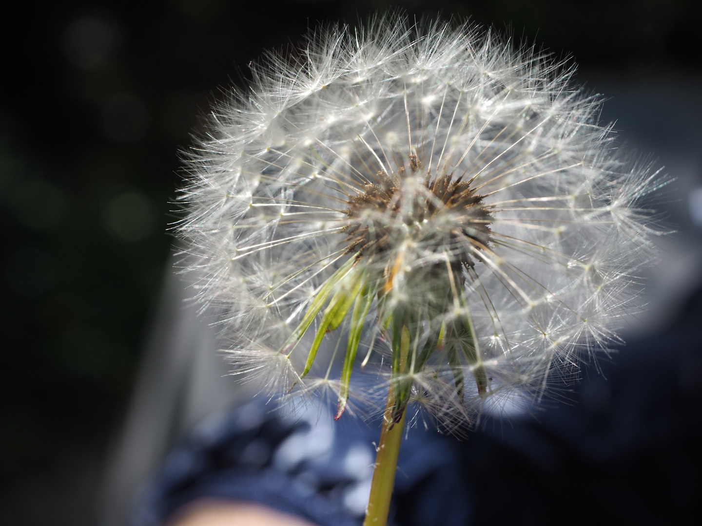 Makro Pusteblume