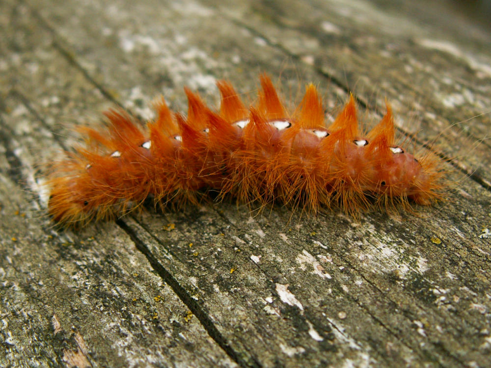 Makro-Raupe Flaschenbürste