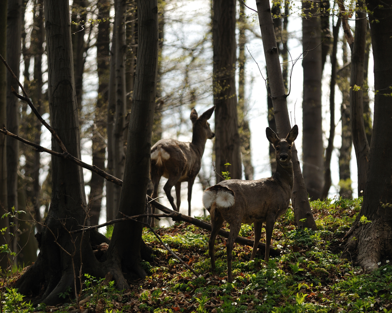 Makro- Rehwild