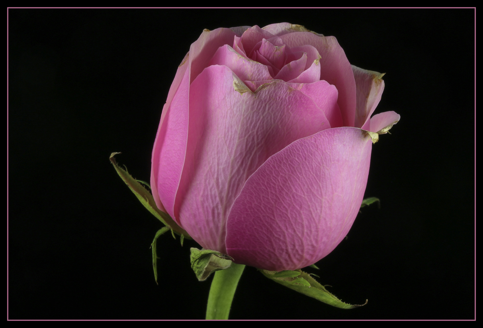 Makro-Rose