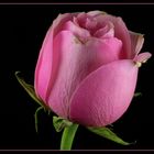 Makro-Rose