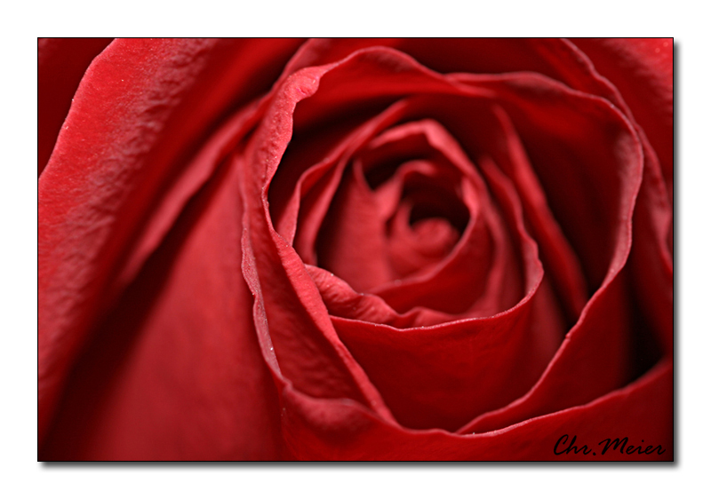 [Makro] Rose