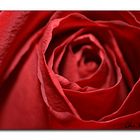 [Makro] Rose