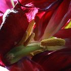 Makro roter Tulpen