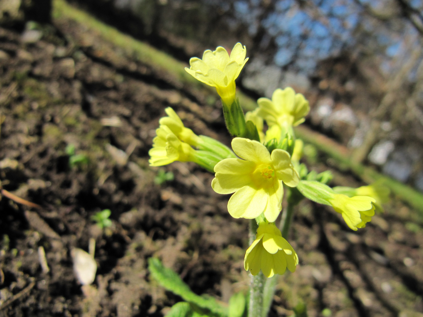 Makro-Schlüsselblume