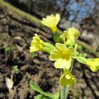 Makro-Schlüsselblume