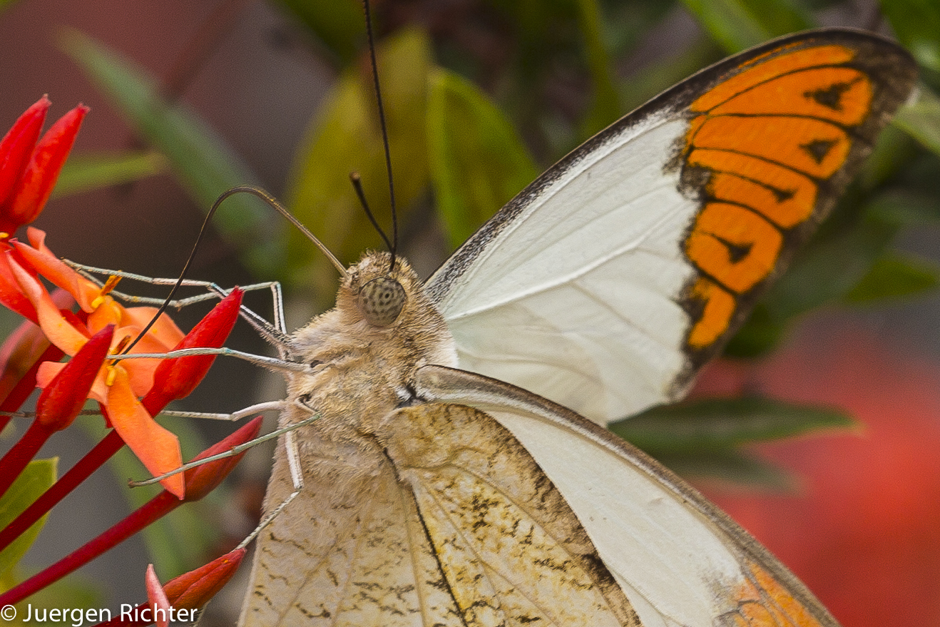 Makro Schmetterling