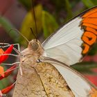 Makro Schmetterling