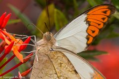 Makro Schmetterling