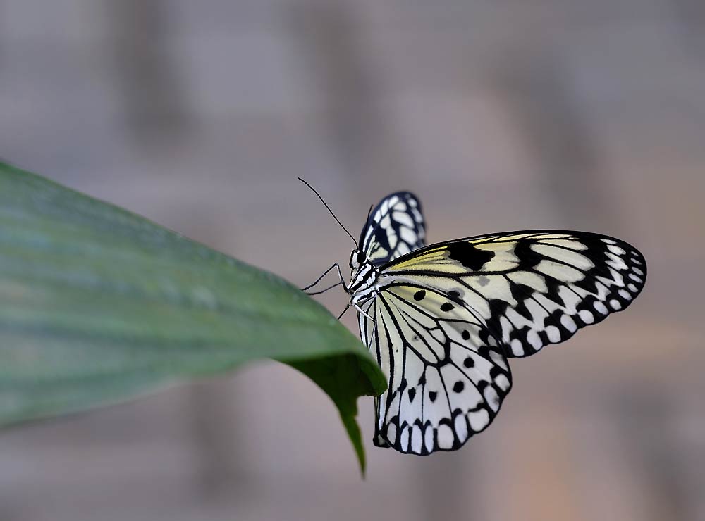 Makro Schmetterling