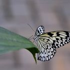 Makro Schmetterling
