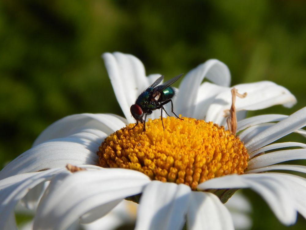 Makro-Schnappschuss