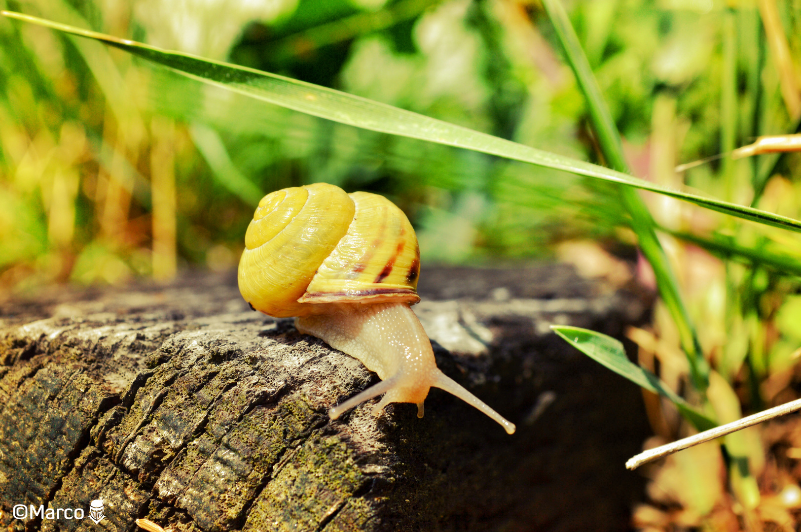 MAKRO SCHNECKE