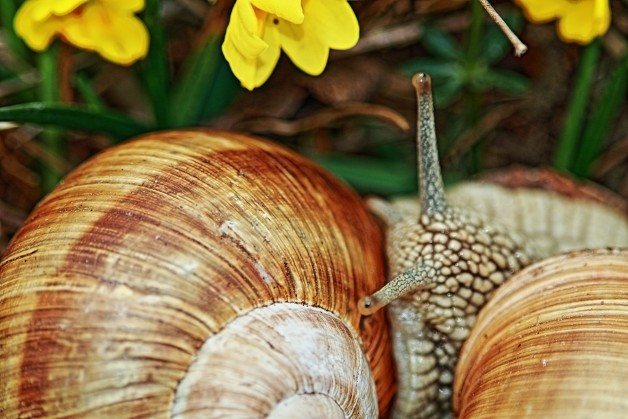 Makro Schnecke