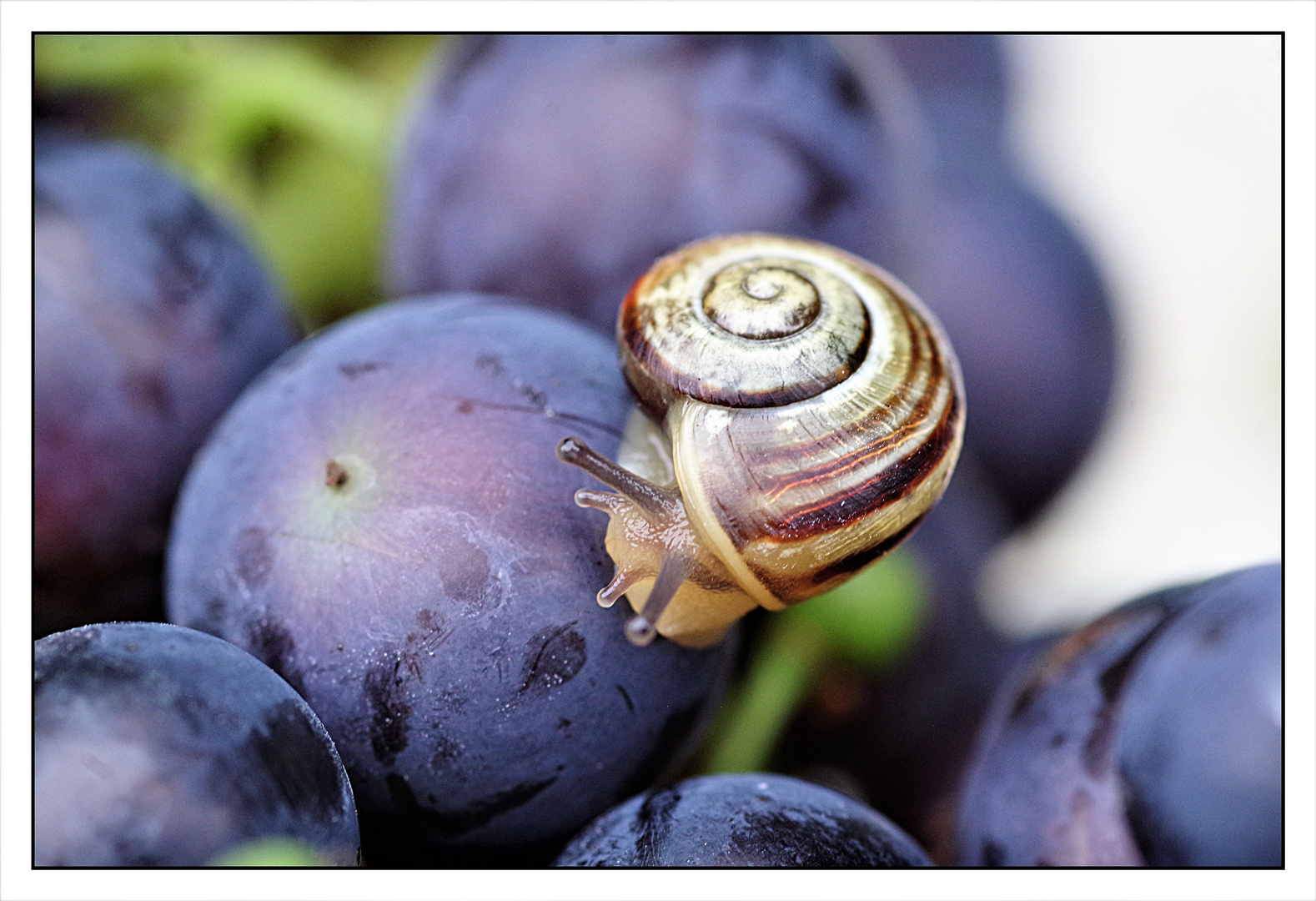 Makro Schnecke