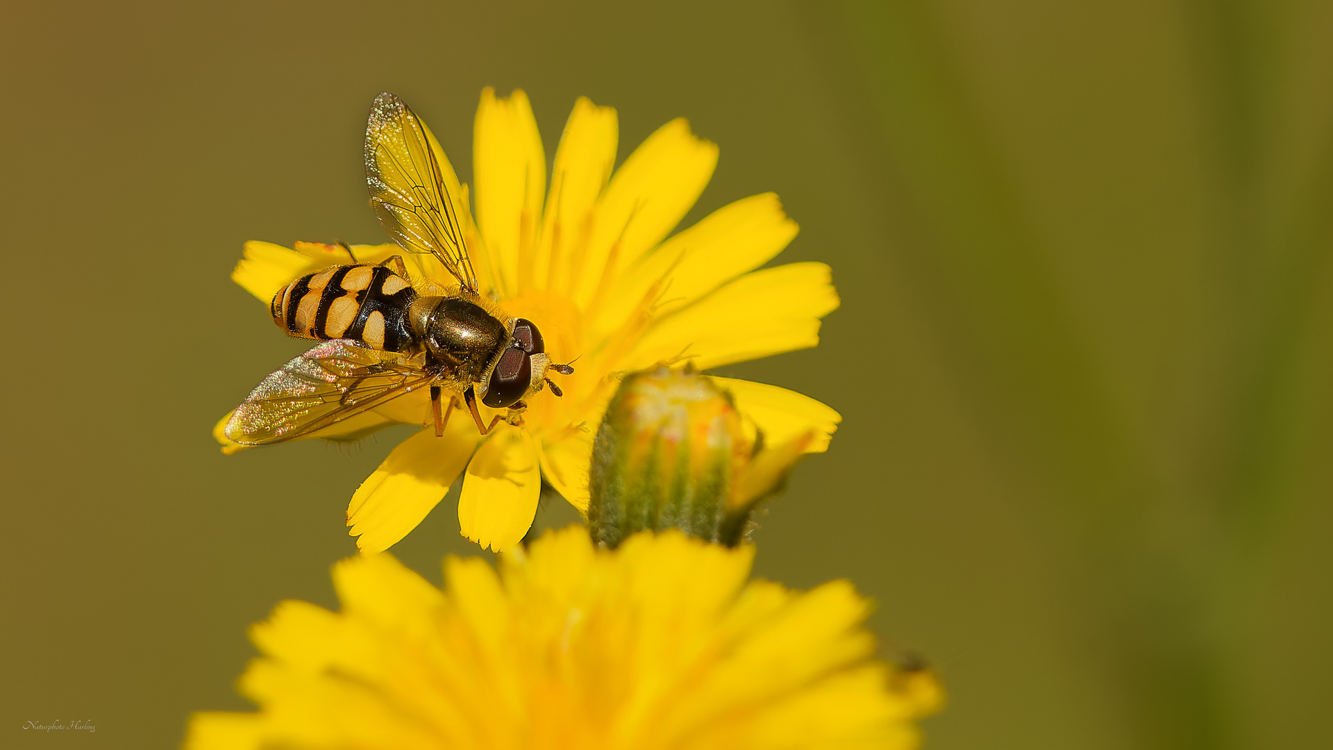 Makro Schwebefliege