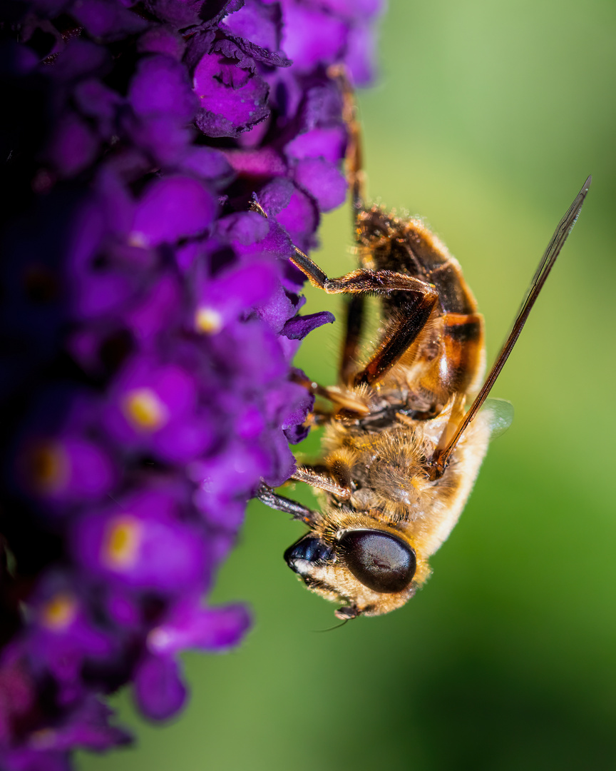 Makro Shoot einer Schwebefliege