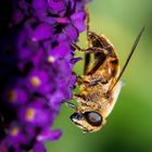 Makro Shoot einer Schwebefliege