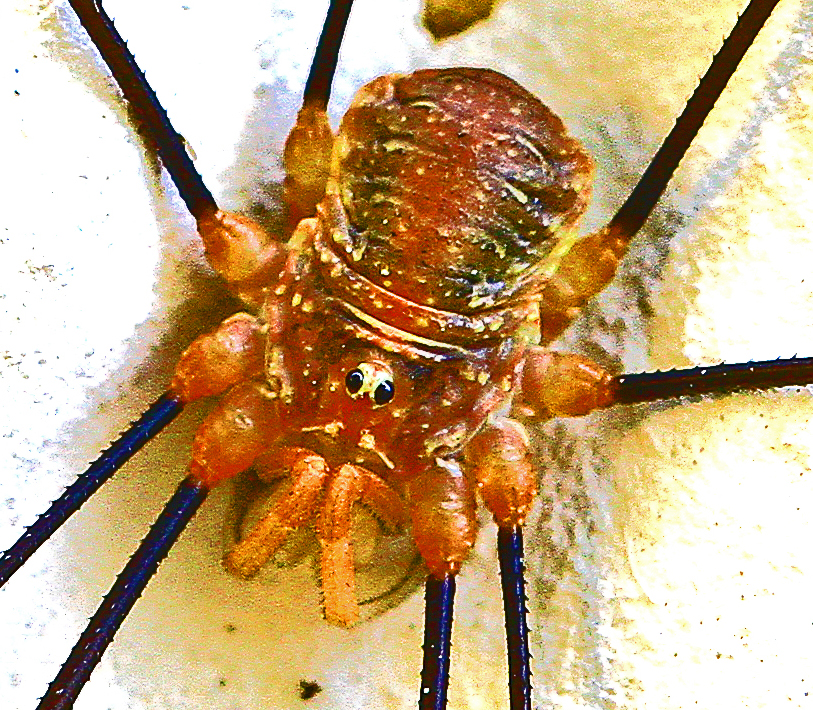 Makro Spinne