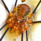 Makro Spinne