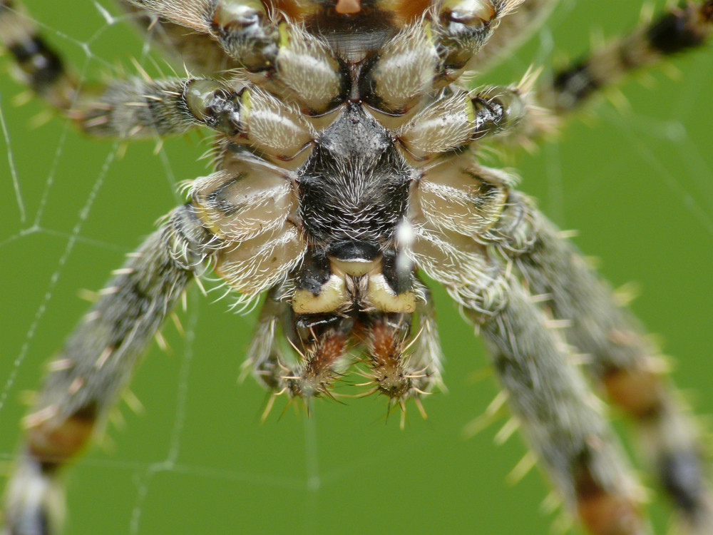 Makro-Spinne