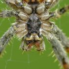 Makro-Spinne