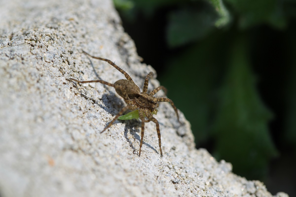 Makro - Spinne mit Beute