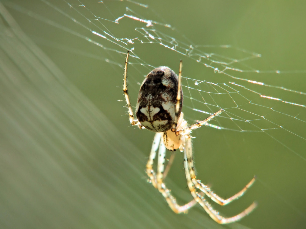 Makro Spinnentier