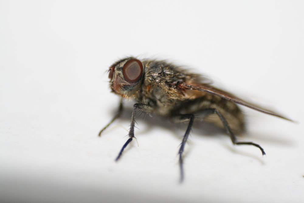 Makro &quot;Stubenfliege Puck&quot; Foto &amp; Bild tiere, wildlife, insekten