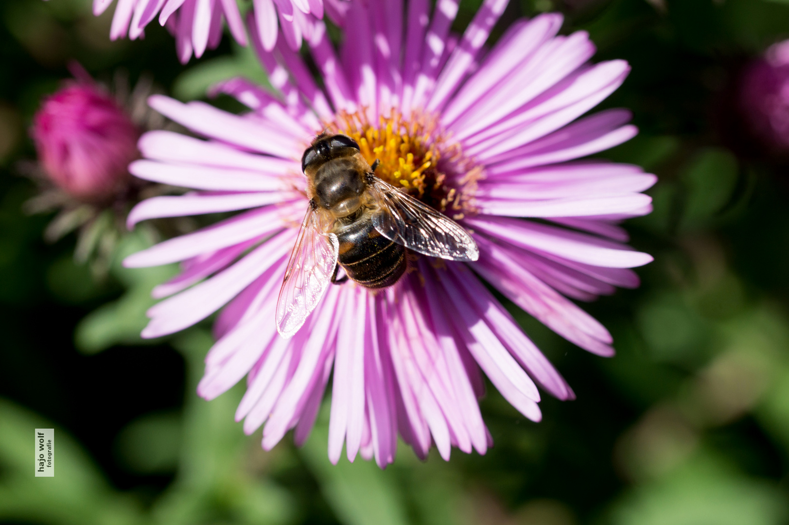 Makro-Testfoto 1