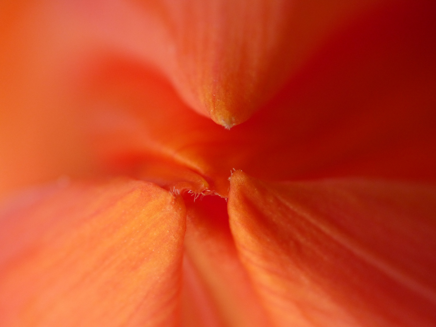 Makro Tulpe (2)