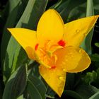 Makro Tulpe gelb mit Wassertropfen