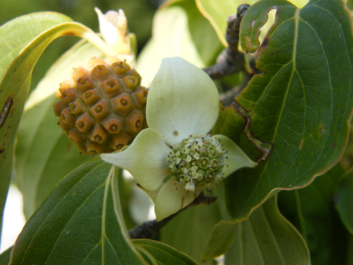 Makro unbekannte Blüte in Italien