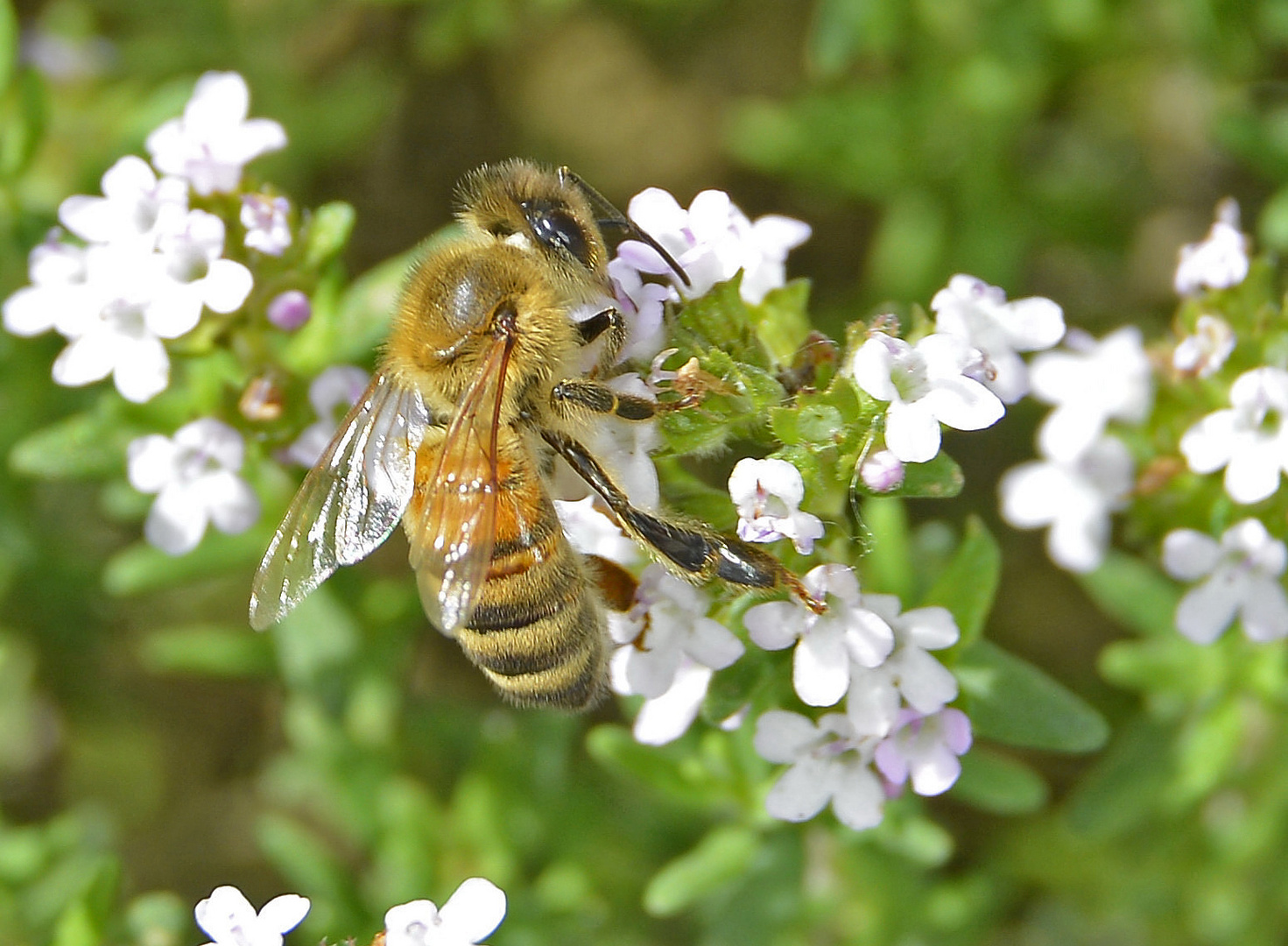 Makro-Versuch 2