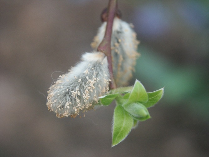 makro-versuch