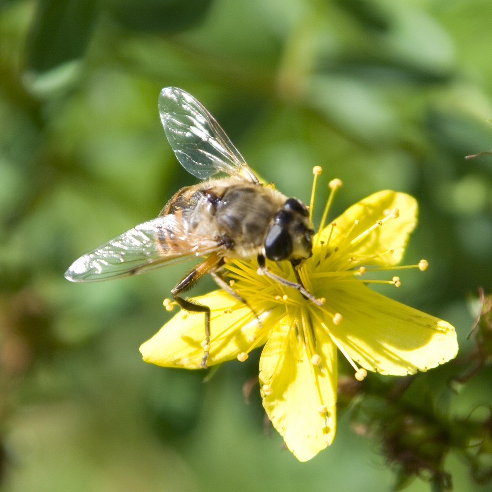 Makro-Versuch