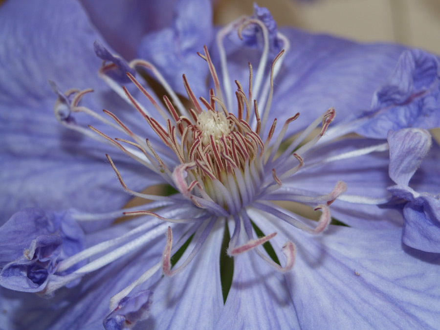 Makro-Versuch Clematis