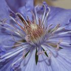 Makro-Versuch Clematis